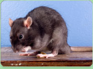 rat control Winchester